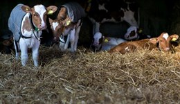 Calves in cold weather  